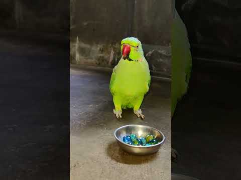 mummy papa talking parrot mithu 💚🦜 #petbird #nonstoptalkingparrot #talkingparot #shortvideo #reels