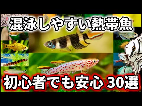 【大特集】混泳の王道！おすすめ熱帯魚30選【淡水魚 アクアリウム】