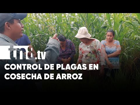 INTA capacita sobre control de plagas en cosecha de arroz en Nandaime - Nicaragua