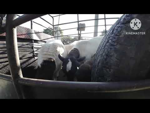 Por Azares del Destino toco vender el hato Dorper