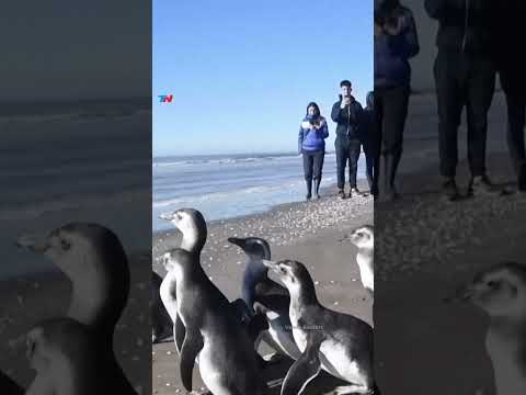 Así fue la liberación de 14 pingüinos que estaban en rehabilitación en San Clemente del Tuyu