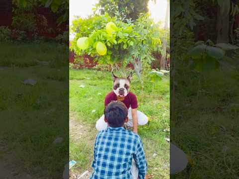 Dog ne monkey ko baga diya 😂 #shorts #shortsfeed #comedy #funny #shortvideo #youtubeshorts