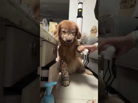 #funnydogs#cute#doglover#doglife#cure#dogshorts#pet#doglife#dogshorts