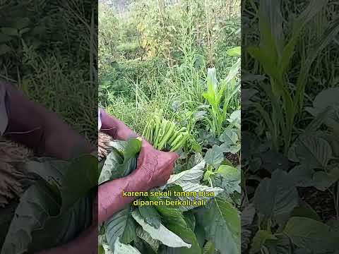 panen bayam gajah #shorts #budidayatanaman #berkebun #pertanian #viral #harvest #vegetables #bayam
