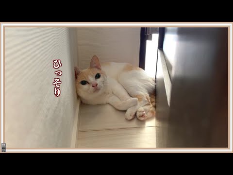 【悲報】突然家族がいなくなったとき、猫はこんな行動をとります その②