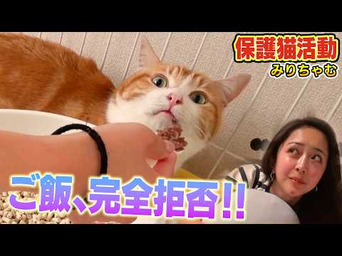 【警戒中のシャーシャー猫】みりちゃむ家に来たばかりのたくあんが全然ごはんを食べません・・・（嗚呼！！みんなの動物園）