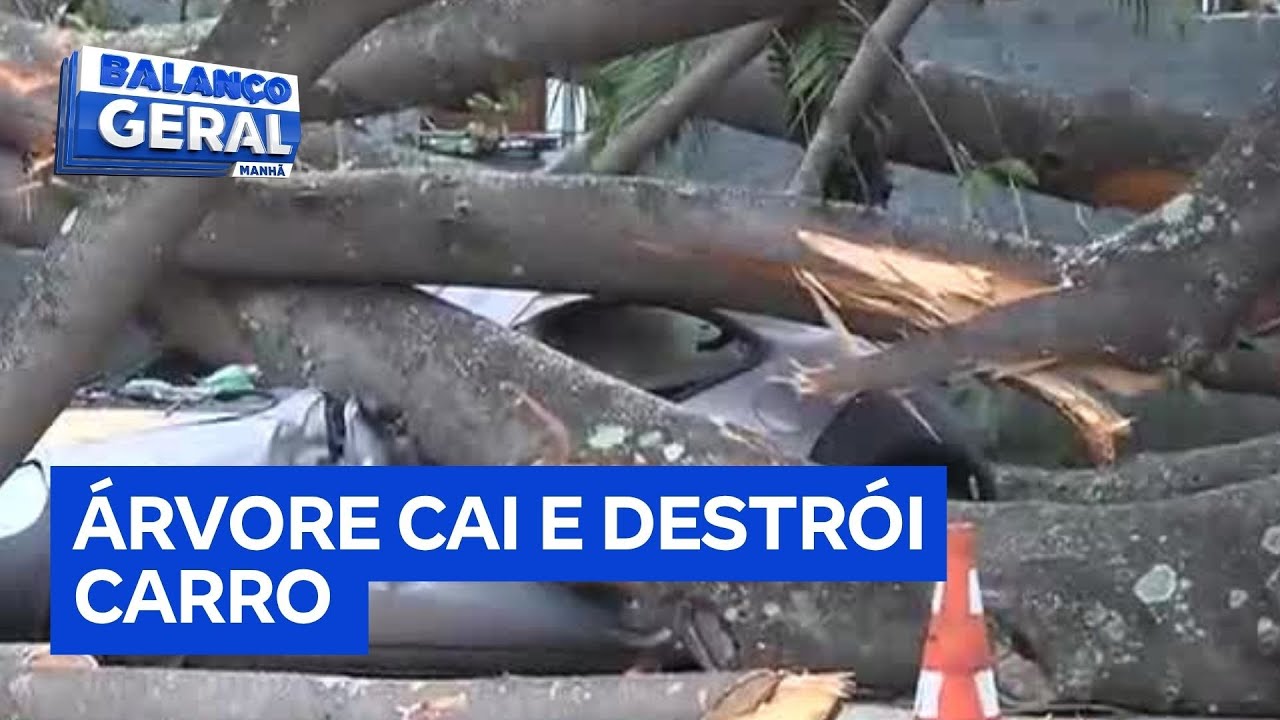 Árvore de grande porte cai e destrói carro na zona sul de São Paulo  TV Online Árvore de grande porte cai e destrói carro na zona sul de São Paulo