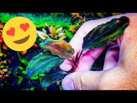 AMAZING BUCEPHALANDRA UNBOXING! (COLORS!) Aquascaping 101 - Plants + Exotics + Reef

Sponsors - Honolulu Aquarium Society, Hawaii Fancy Guppy 