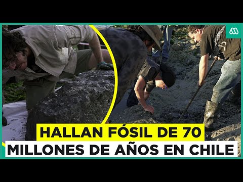 Mujer encuentra en Algarrobo - Chile un tesoro fósil de 70 millones de años