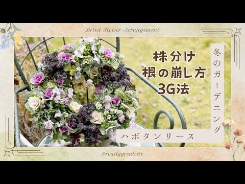 【寄せ植え】アリッサムの株分け？！で可愛いリース作り　#冬の花　#リースの作り方　#株分け