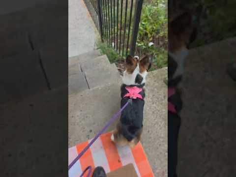 bit of a frenetic recap #corgi #puppy #pets #shorts #dog