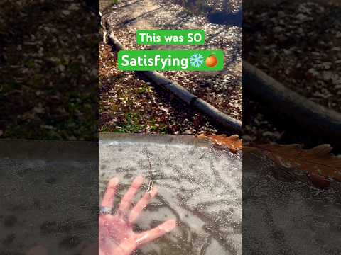Oh so satisfying haul today❄️🍊 #satisfying #gardening #howtogrow