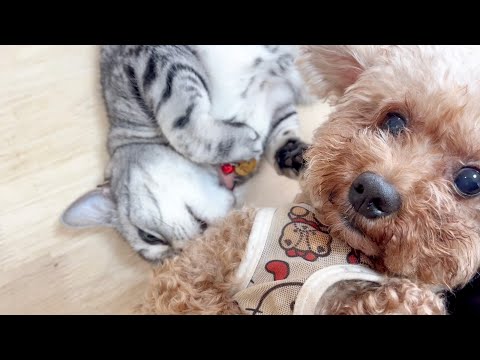猫の動画サムネイル - ココちゃんの匂いが大好きなあいちゃん。