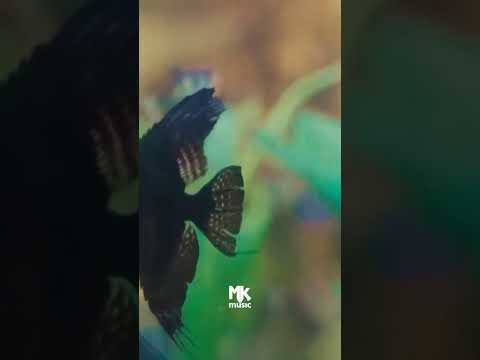 "Exagerar em Te amar" ❤️🙏 #mkmusic #bearodrigues #exagerado #lançamento