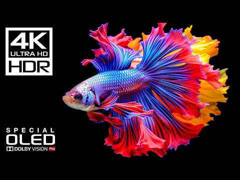 Underwater: Best of Ocean Life in 4K Video ULTRA HD | Dolby Vision HDR 4K 120FPS