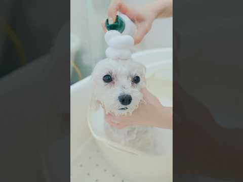 尻尾はお疲れではないですか？/ Dog Grooming #トリミング #子犬 #asmr #puppy #grooming #犬のいる暮らし