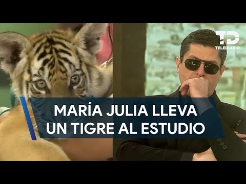 María Julia Lafuente le lleva un tigre a Luis Carlos Ortiz