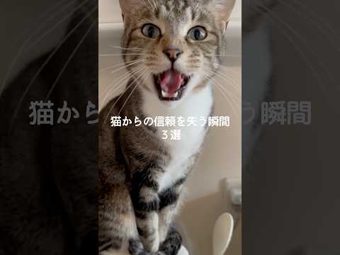 猫の動画サムネイル - 猫からの信頼を失う瞬間3選 #猫 #ねこ #猫動画 #猫のいる暮らし #ねこのいる生活 #保護猫 #猫好きさんと繋がりたい #猫のいる生活 #猫好き #猫との暮らし VOICEVOX:ずんだもん