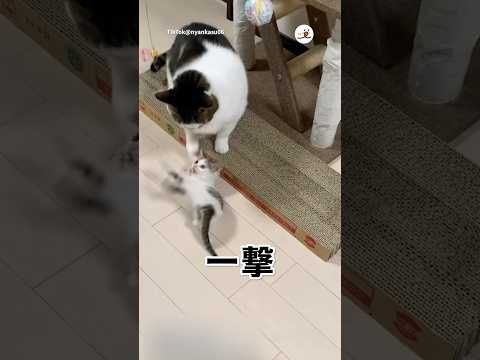 子猫の初挑戦！かわいくて癒されるバトル動画 サムネイル
