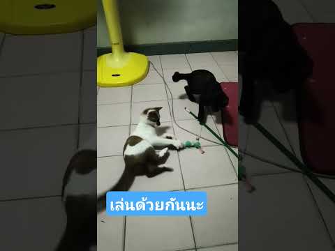 แมงน่ารัก #คลายเครียด #ซนสุดๆ