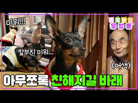 [모았동물농장] 너를 싫어해! 하지만 그리워...하지만 증오해! 그치만 보고싶어... #동물농장모음집 #동물농장 #animalfarm