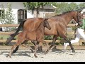 Dressage horse Super Chique hengstveulen van Le Formidable x Vivaldi