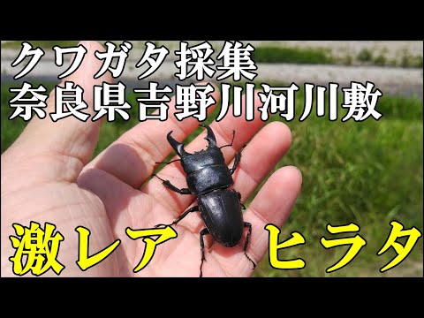 河川敷クワガタ採集 奈良県吉野川河川敷
