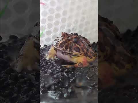 【ベルツノガエル】飼育中名前はちび太です