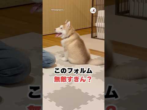 猫の動画サムネイル - マラミュート×ハスキーってのもたまらん🥰｜PECO
