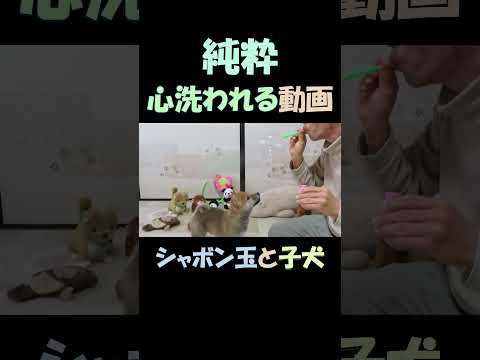 心洗われる動画　シャボン玉と子犬　A heart-refreshing videoSoap bubbles and a puppy