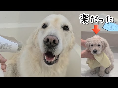 【飼い主のダメ－ジ】0歳の時と4歳現在の風呂事情が違い過ぎた・・・。　#メイちゃんねる