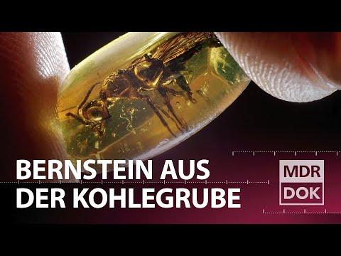 Bernstein aus der Kohlegrube – der Schatz von Bitterfeld | MDR DOK