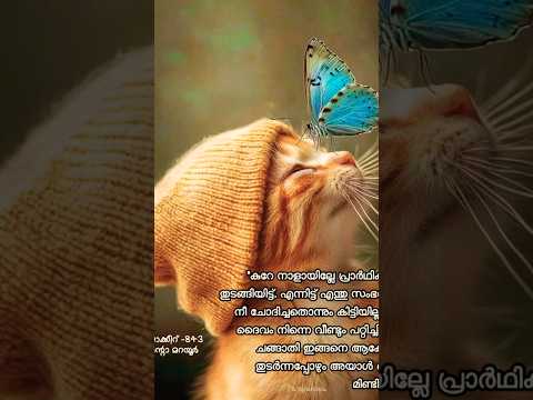 കുറേ നാളായി പ്രാർത്ഥിക്കാൻ തുടങ്ങിയിട്ട്..🥲🙏✝️🤍🪽#cat#shorts#Pls Subscribe 💗##