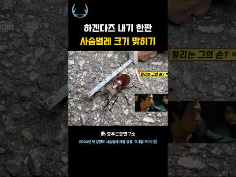 하겐다즈 내기 한판 사슴벌레 크기 맞추기🪲👍 #사슴벌레