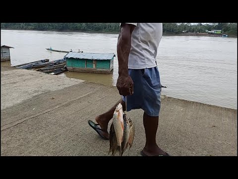 Abundan los pescados en el Magdalena Medio - Teleantioquia Noticias