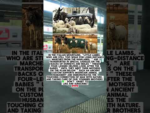 Donkeys Protecting Lambs During Hikes