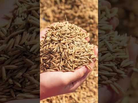 mor Chhattisgarh! #1november #cgtrending #cgviralreel #cgtheme #cgshort #cgstatus #cks #jcp #cgsong