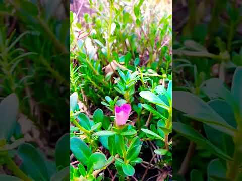 মনে রাখবেন, আপনার কবরে আপনাকেই যেতে হবে। #waz #abutohamohammadadnan #shortsfeed #islamic