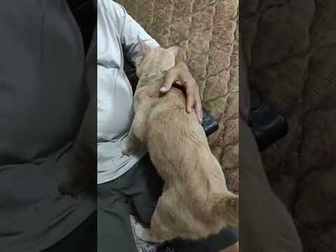 Milo manja | Last day when we saw and touch you 😥Milo☹️. #shorts #catlover #cat #catvideos