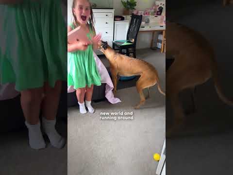 This Greyhound Story Broke Our Hearts — Then Healed Us | The Dodo