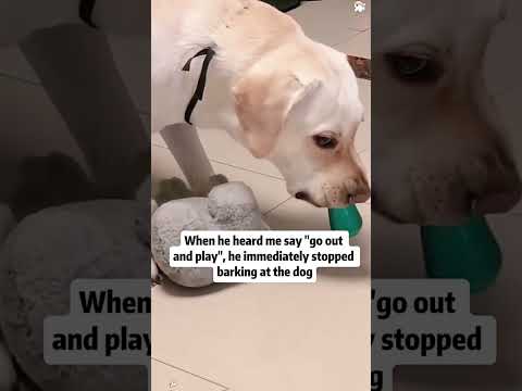 Funny and cute dogs compilation#funnydogs#cute#doglover#doglife#cure#dogshorts#pet#doglife#dogshorts