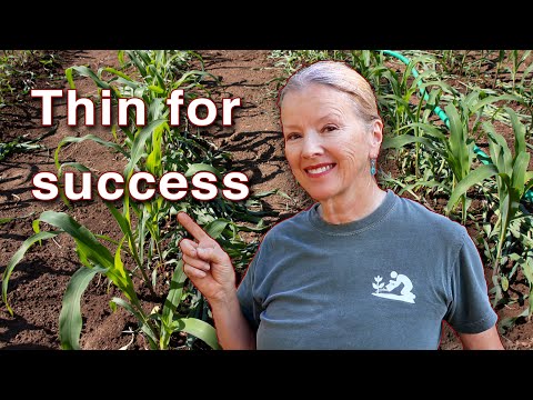 How to THIN CORN and deal with DROUGHT and PESTS!