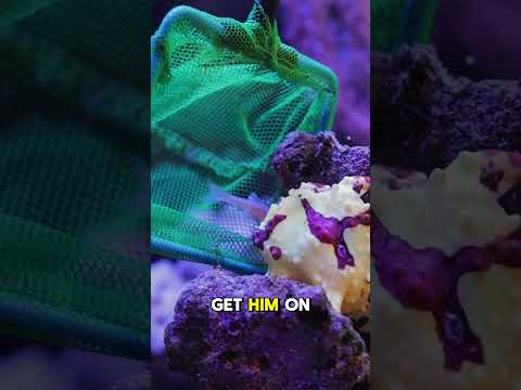 HUNGRY ANGLER #brstv Make sure you're feeding your saltwater fish the proper diet!
#shorts #BRStv

Find all the best food