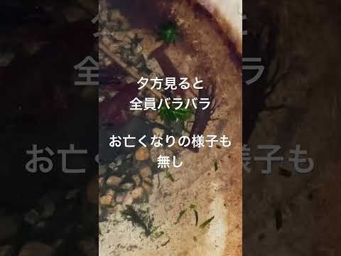 2025.10.21 ザリガニ飼育記録#ザリガニ #aquarium #terrarium #カニ #交尾#10月なのに