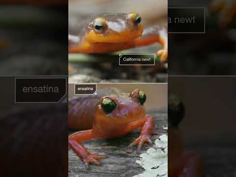 This Harmless Salamander Has an Extremely Toxic Look-Alike | #DeepLook #Shorts