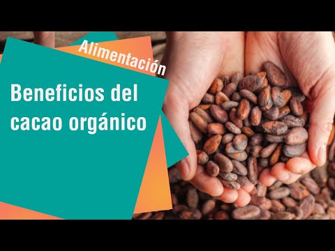 Los beneficios del cacao orgánico de Costa Rica