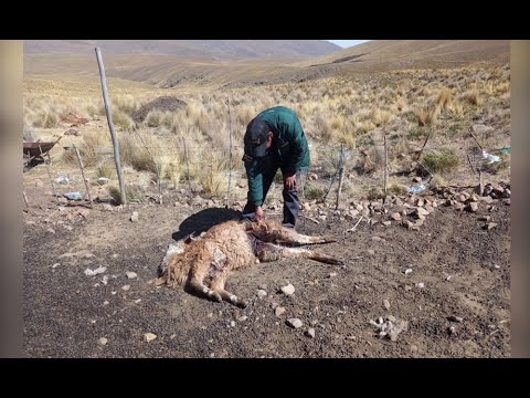Oruro: Llamas fueron atacadas ¿Qué animal será