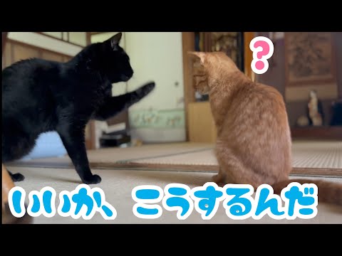 天と月のユニークな顔洗いスタイルを解説 サムネイル