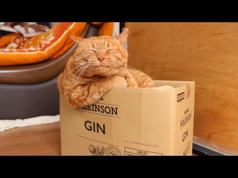 猫の動画サムネイル - ジンの箱入猫たち　box and cat　250530