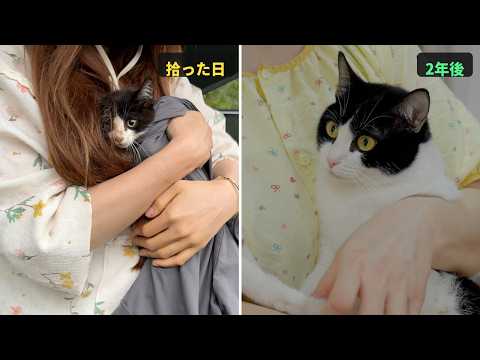 雨の日に拾った後ろ足の動かない子猫が、2年でこんなに立派な猫になりました